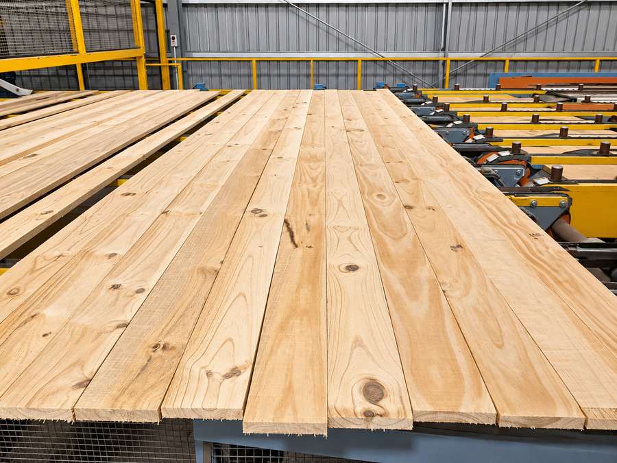 Radiata pine boards on a timber mill line.